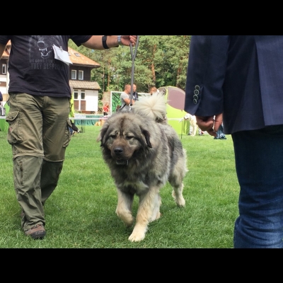 NDS SZCZYTNO'18 - VALKYRIA -  NAJLEPSZA DOROSŁA SUKA
